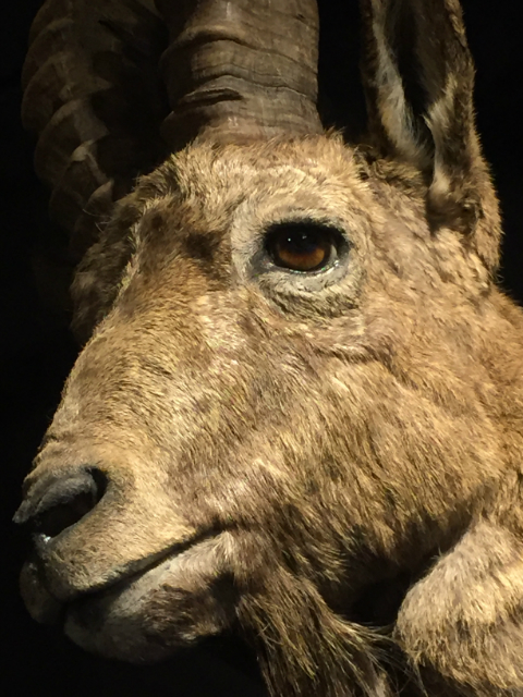 Extremely nice tropy head of an ibex.