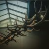 Oblong hanging lamp made of red deer antlers