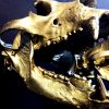Very unique bronze casts of real bears skulls