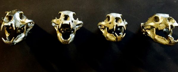 Sehr einzigartige Bronzegüsse von echten Bären Schädel.