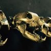 Sehr einzigartige Bronzegüsse von echten Bären Schädel.