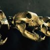 Large collection of African skulls / African hunting trophies,