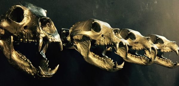 Zeer unieke bronzen afgietsels van echte berenschedels
