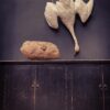 Stuffed mute swan as a still life