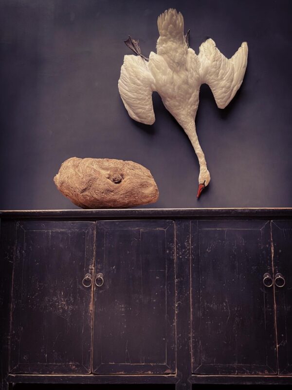 Stuffed mute swan as a still life