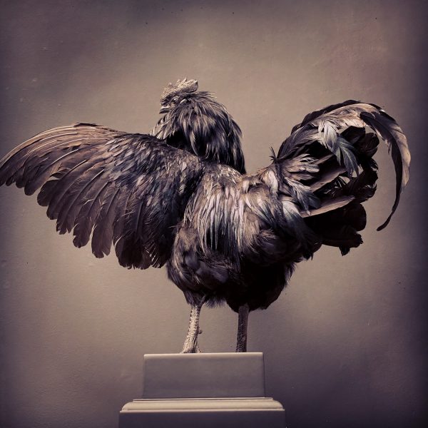 Taxidermy black Cemani rooster