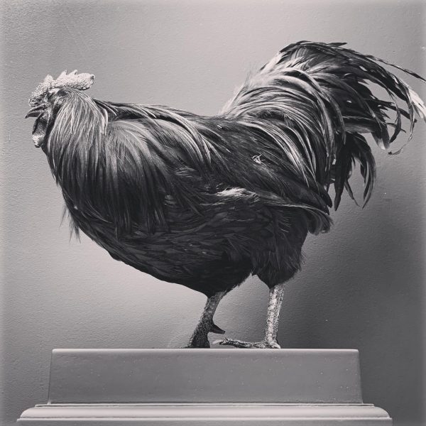 Opgezette Cemani haan. Opgezette haan