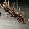 Elongated antler lamp made of red deer antlers