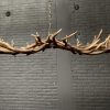 Elongated antler lamp made of red deer antlers