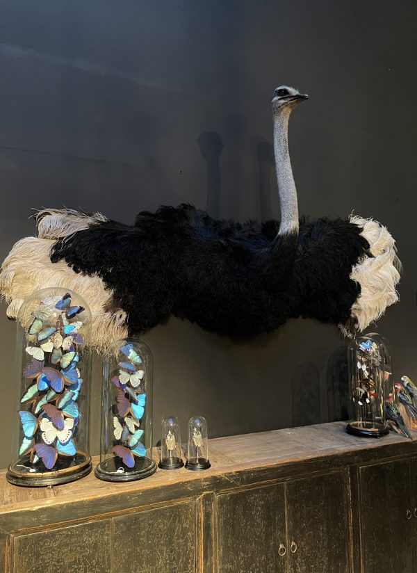Mounted Ostrich
