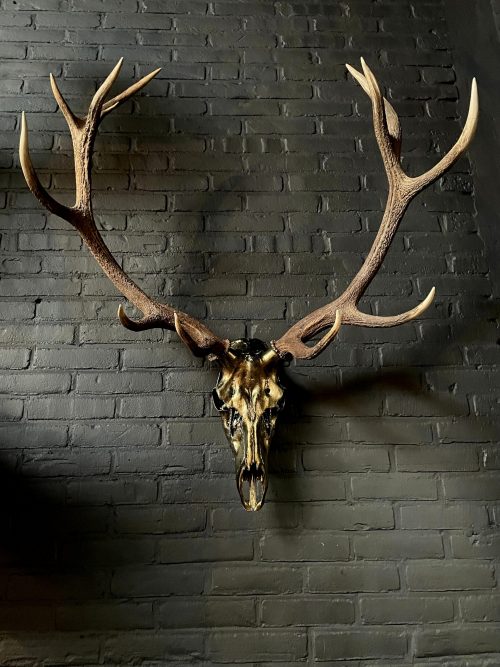 Metalized antlers from a red deer