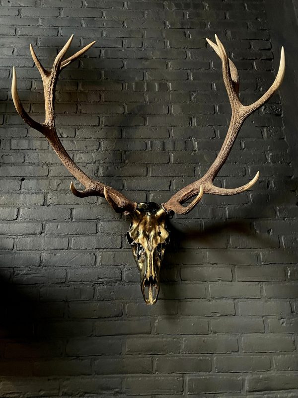 Metalized antlers from a red deer (example)