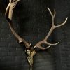 Metalized antlers from a red deer (example)