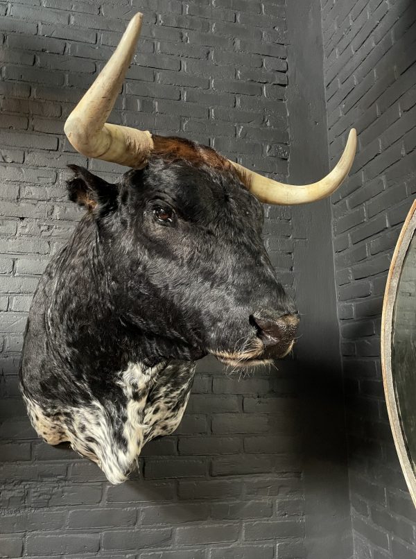 Mounted head of a bull