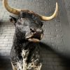 Mounted bull's head