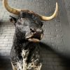 Mounted head of a bull