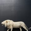 Mounted white lion. Taxidermy lion