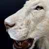 Opgezette witte leeuw. Opgezette leeuw