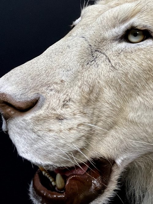 Mounted white lion. Taxidermy lion