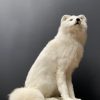 Beautiful taxidermy artic fox