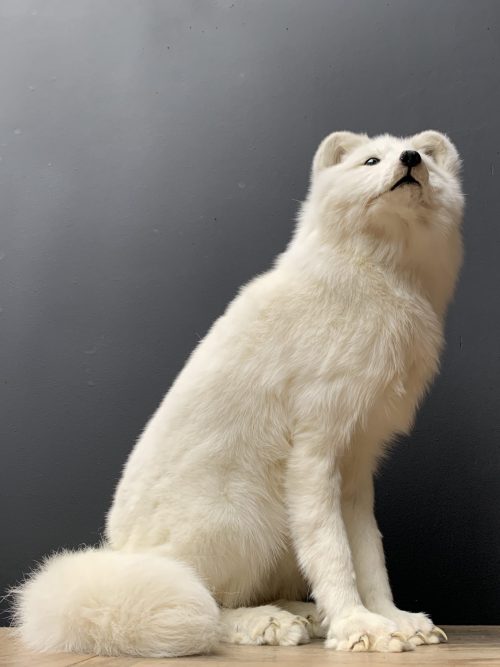 Beautiful taxidermy artic fox