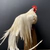 Taxidermy Onagadore rooster