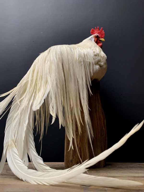 Taxidermy Onagadore rooster