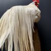 Taxidermy Onagadore rooster