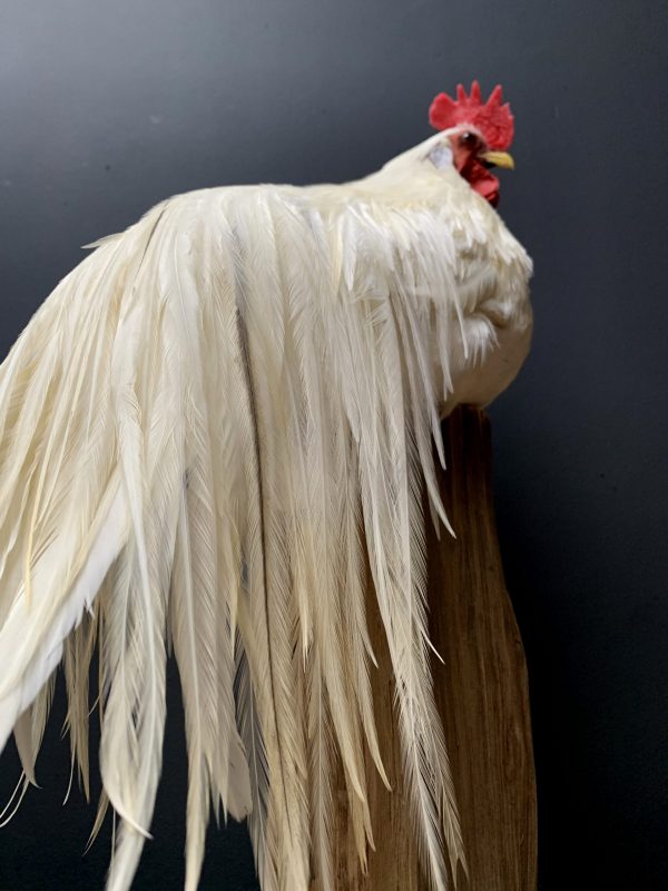 Taxidermy Onagadore rooster