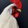 Taxidermy Onagadore rooster