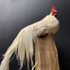 Taxidermy Onagadore rooster