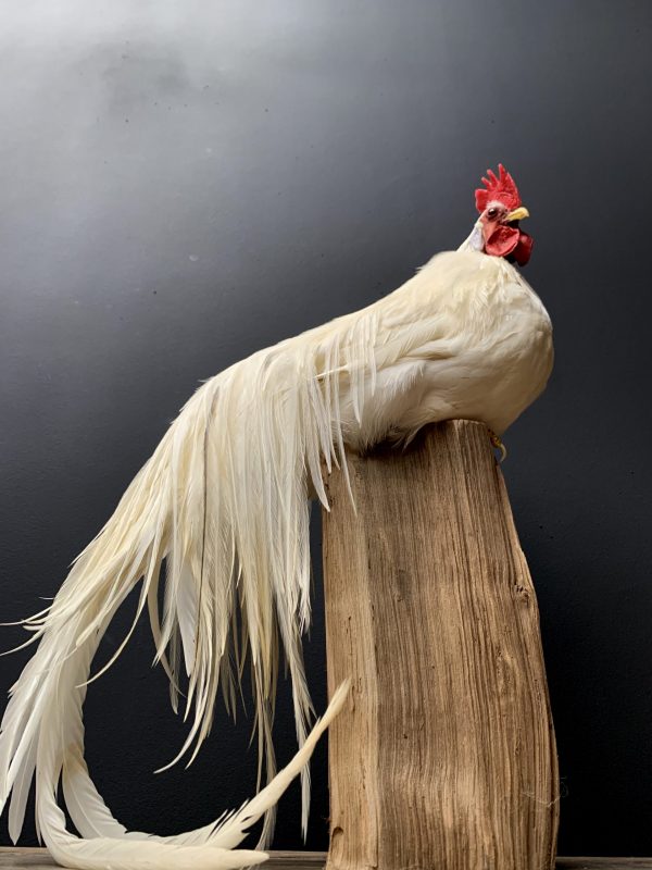 Taxidermy Onagadore rooster