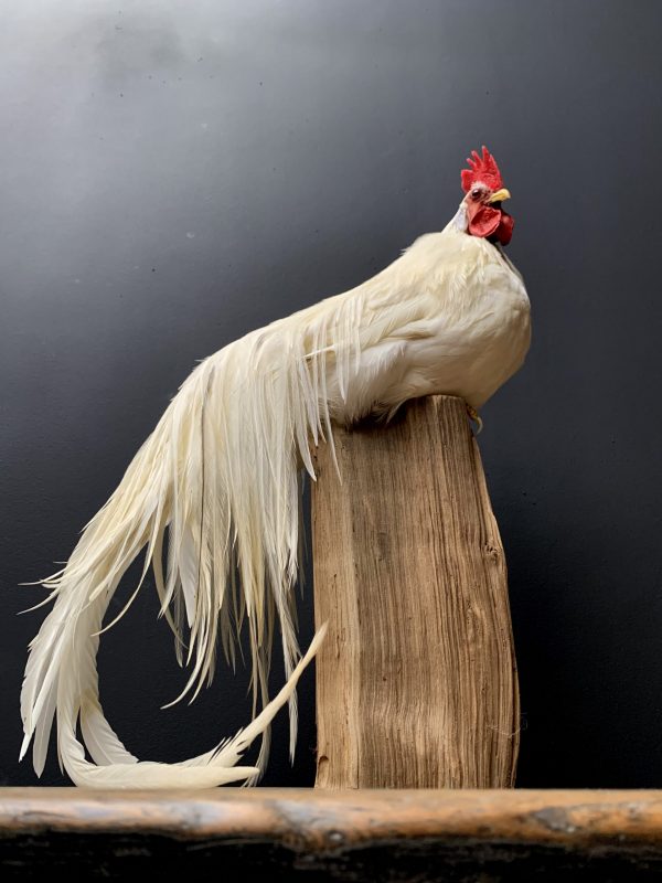 Taxidermy Onagadore rooster