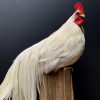 Taxidermy Onagadore rooster