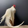 Taxidermy Onagadore rooster