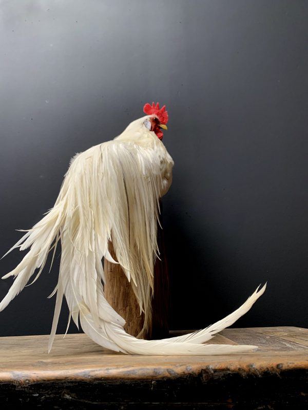 Taxidermy Onagadore rooster