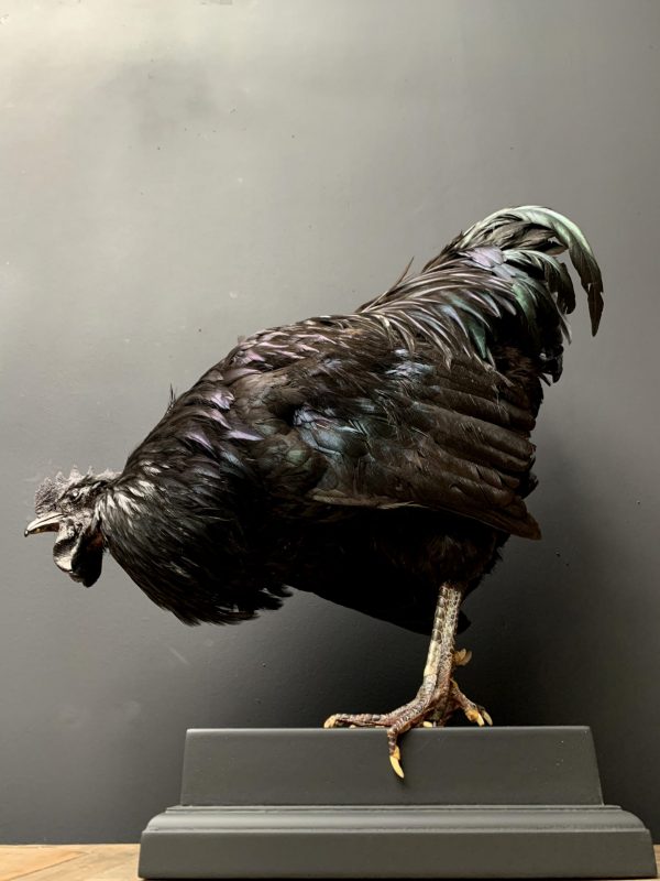 Mounted Rooster on black pedestal