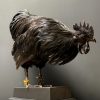 Taxidermy black rooster