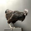 Mounted Rooster on black pedestal