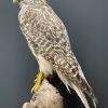 Taxidermy grey Saker x gyre falcon