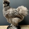 Taxidermy chicken, silk fowl