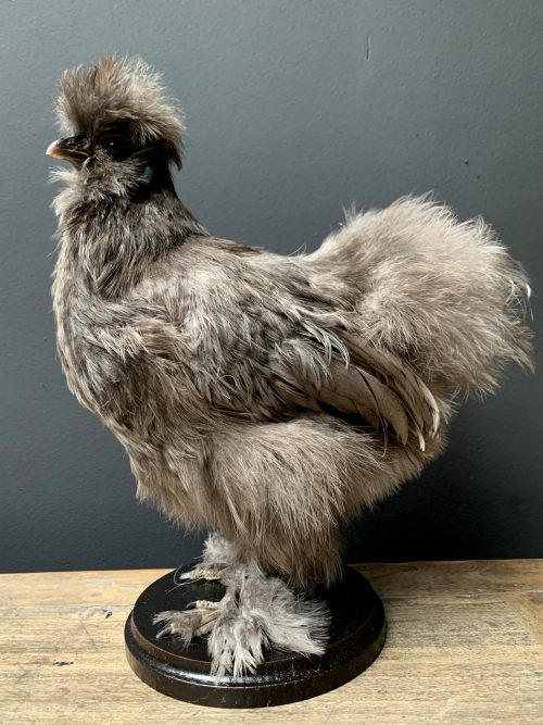 Taxidermy chicken, silk fowl