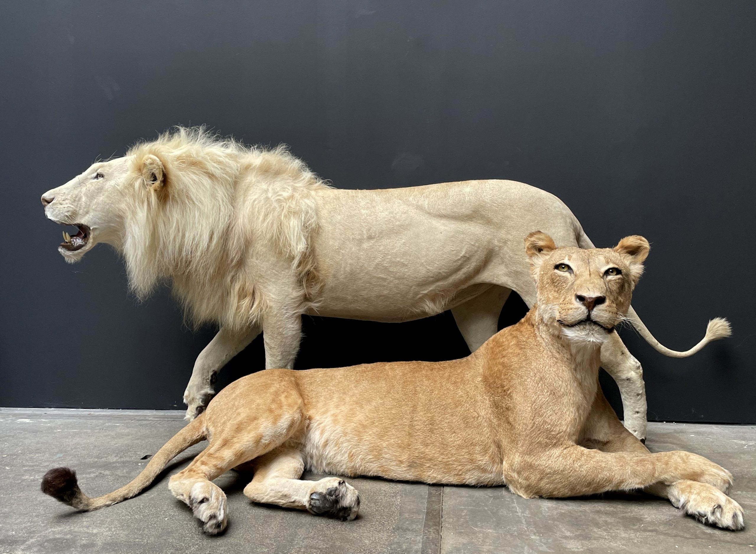 Mounted white lion. Taxidermy lion - BEAST Interiors
