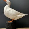 Stuffed white duck