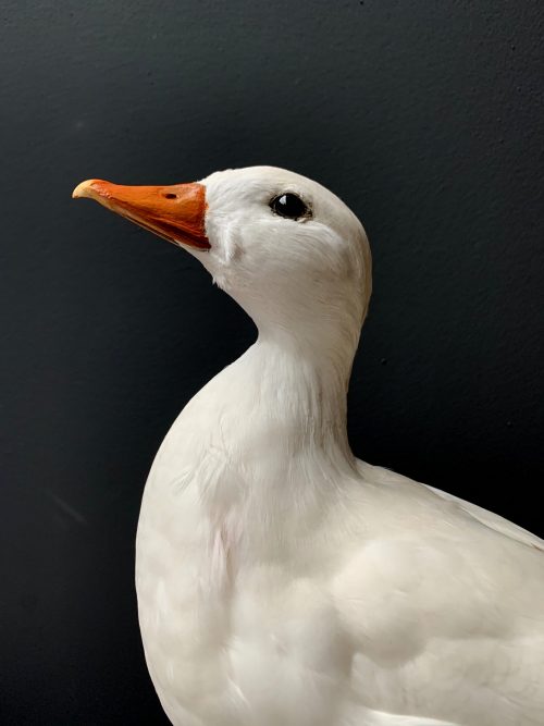 Stuffed white duck