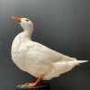 Taxidermy white duck