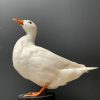 Taxidermie weiße Ente