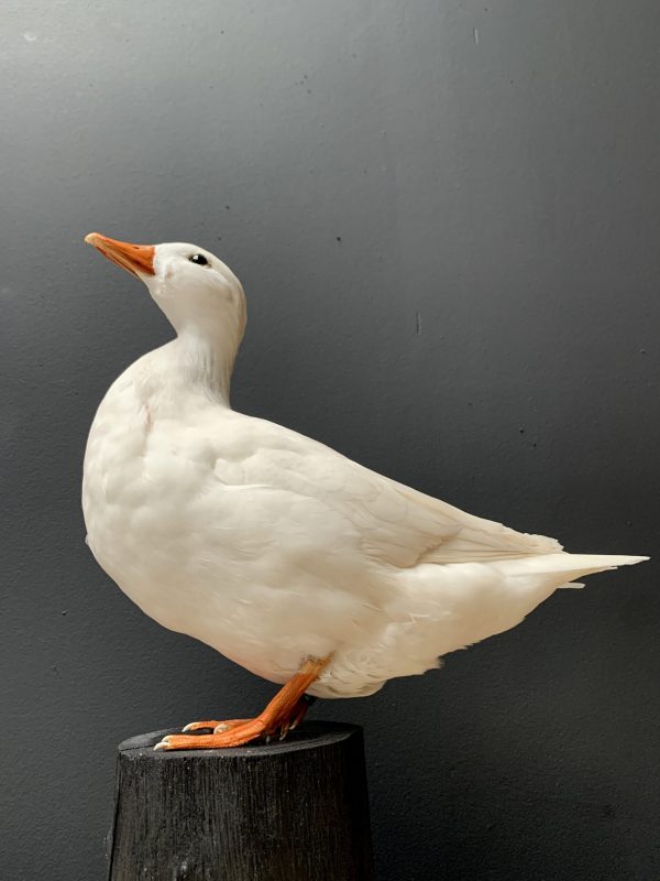 Ausgestopfter weiße Ente