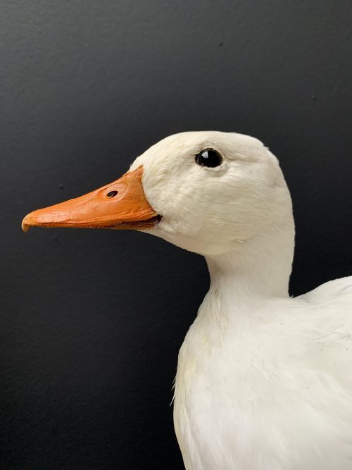 Taxidermy white duck