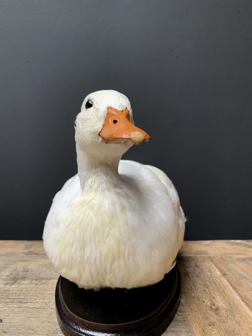 Taxidermy white duck